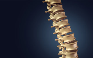 a model spine